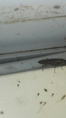 Periplaneta americana