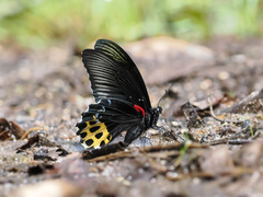 Papilio forbesi