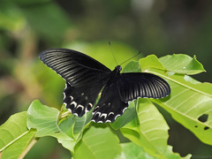Papilio forbesi