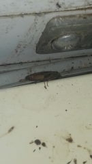 Periplaneta americana