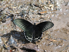 Papilio forbesi