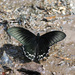 Papilio forbesi - Photo (c) Cheongweei Gan, algunos derechos reservados (CC BY), subido por Cheongweei Gan