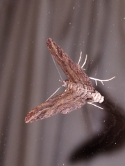 Chloroclystis filata