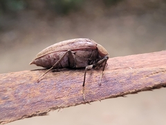 Trigonodera