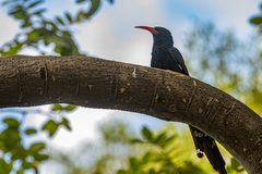 Phoeniculus purpureus