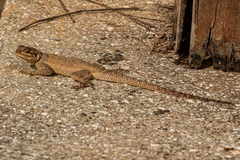 Agama agama