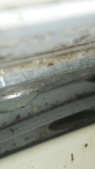 Periplaneta americana