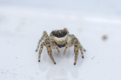 Macaroeris nidicolens