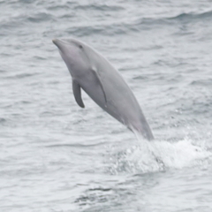 Tursiops