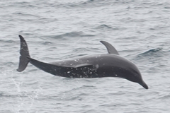Tursiops