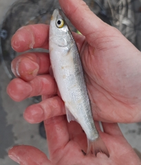 Aldrichetta forsteri