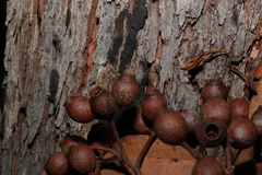 Corymbia intermedia