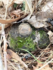 Entodon cladorrhizans