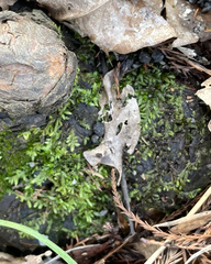 Entodon cladorrhizans