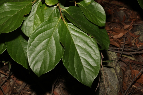 Diospyros kaki