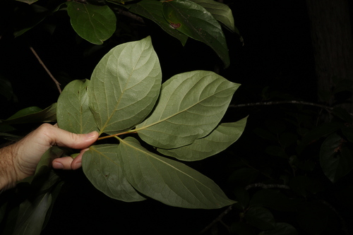 Diospyros kaki