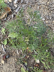 Carrichtera annua