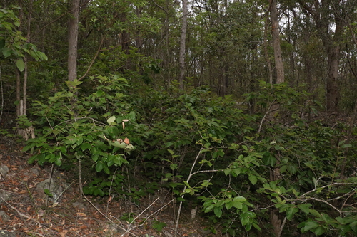 Diospyros kaki