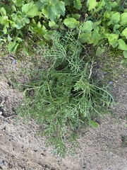 Carrichtera annua