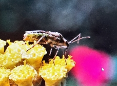 Stictopleurus punctatonervosus