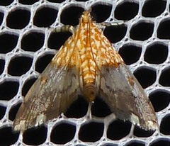 Agrotera