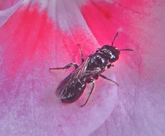 Ceratina cucurbitina