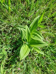 Veratrum album