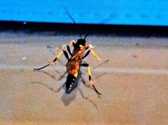 Ichneumon xanthorius