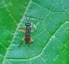 Macrophya rufipes