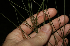 Acacia juncifolia