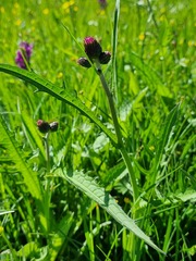 Cirsium rivulare