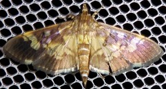 Hemopsis dissipatalis