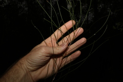 Acacia juncifolia