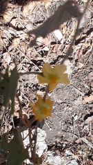 Sphaeralcea coulteri