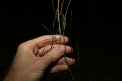 Acacia juncifolia
