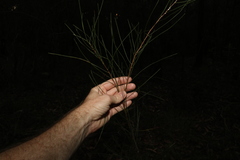 Acacia juncifolia
