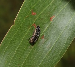 Diphucrania laticollis