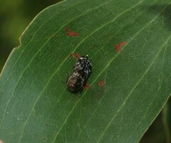 Diphucrania laticollis
