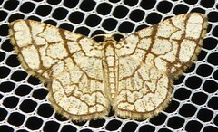 Heterostegane warreni