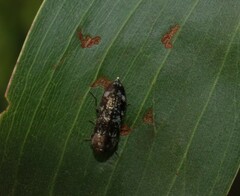 Diphucrania laticollis