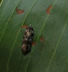 Diphucrania laticollis