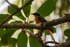 Cossypha albicapillus albicapillus