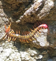 Scolopendra dehaani
