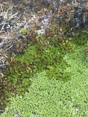 Abrotanella forsteroides