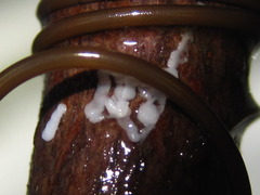 Gordioidea