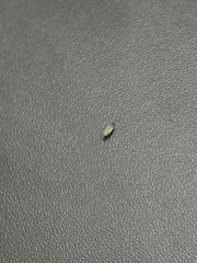 Aphis gossypii