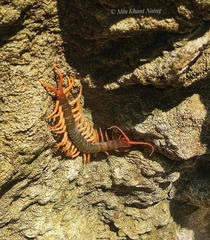 Scolopendra dehaani