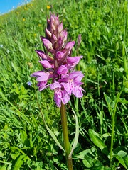 Dactylorhiza fuchsii