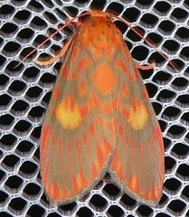 Ammatho cuneonotatus