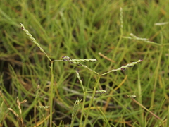 Paspalum distichum